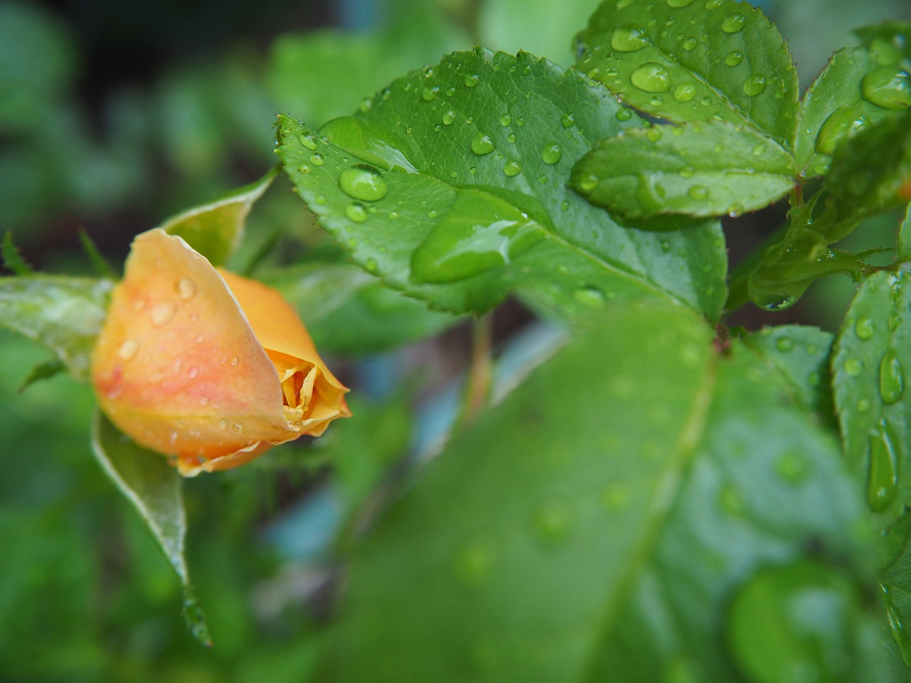 Image - rose bud garden flower nature