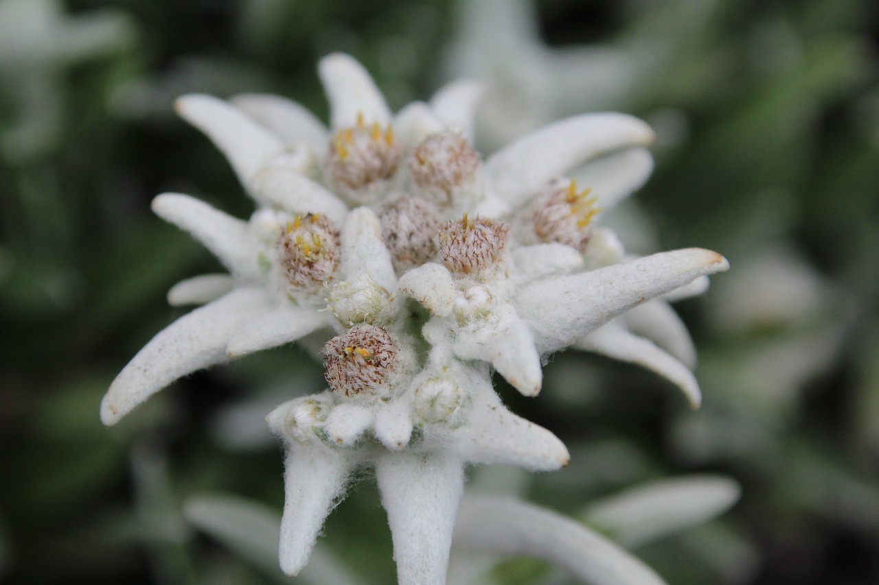 Image - blossom bloom white stone garden