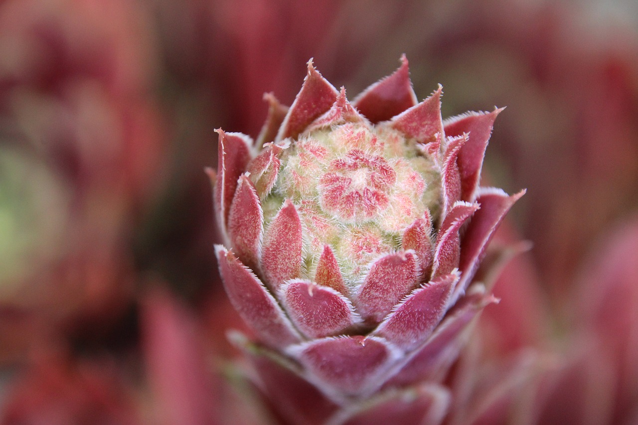 Image - wurz stone garden red