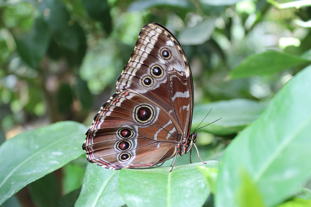 Image - butterfly moth close insect
