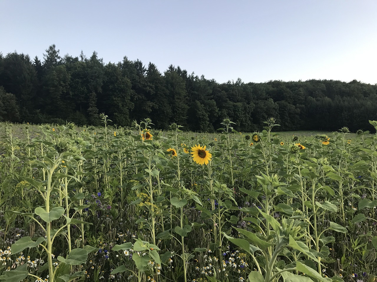 Image - sunflower field summer sunflower