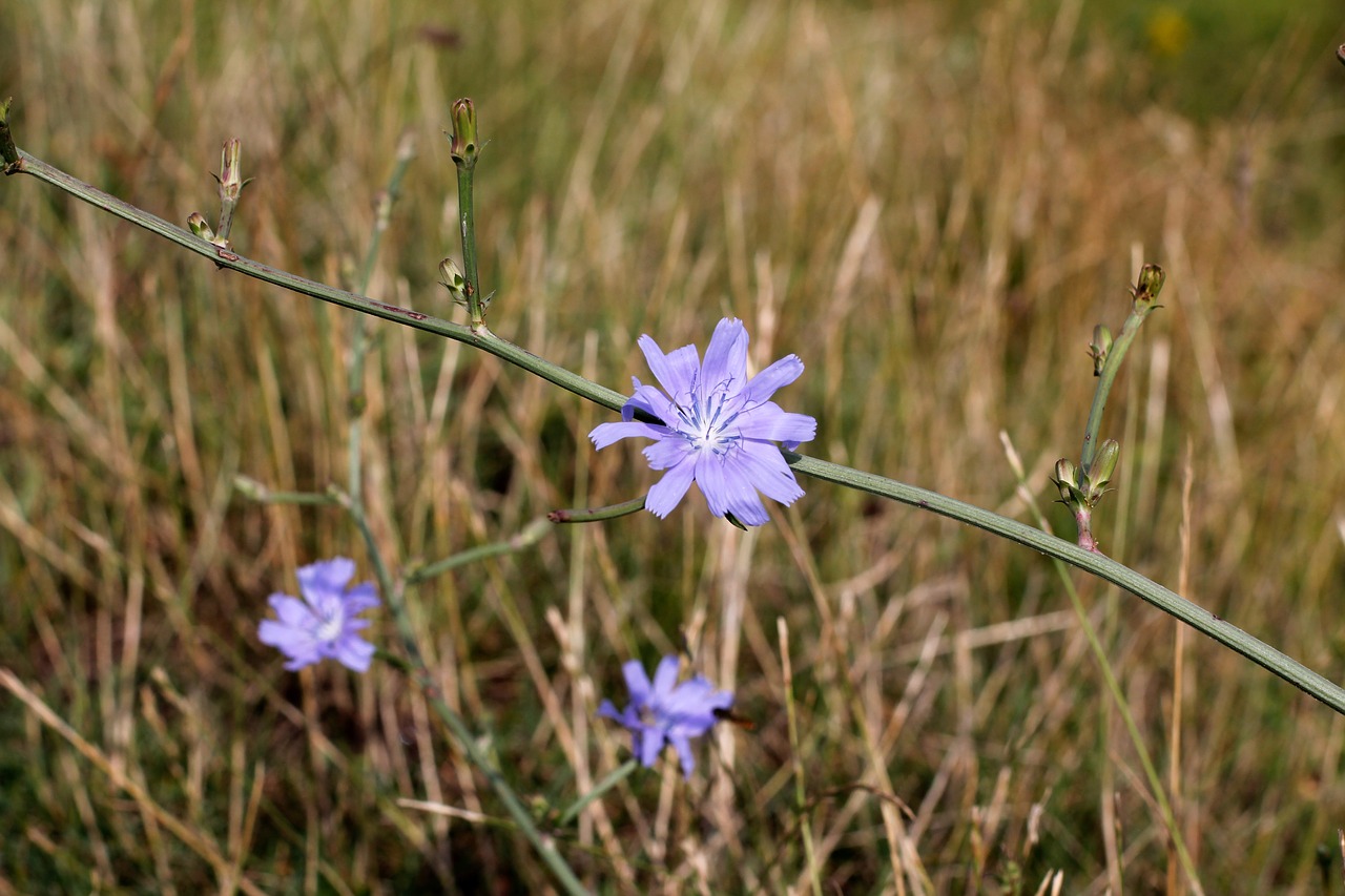 Image - flower cornflower wayside nature