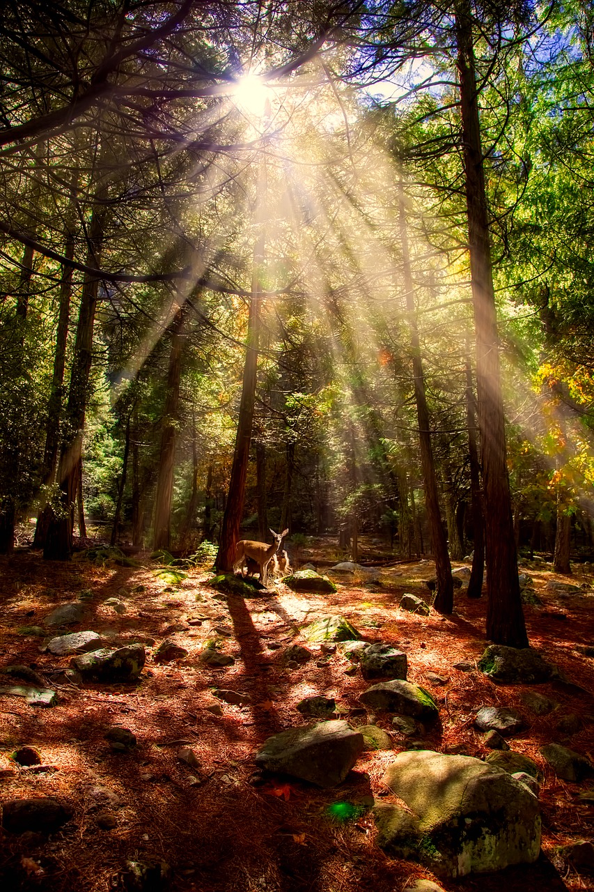 Image - yosemite national park california