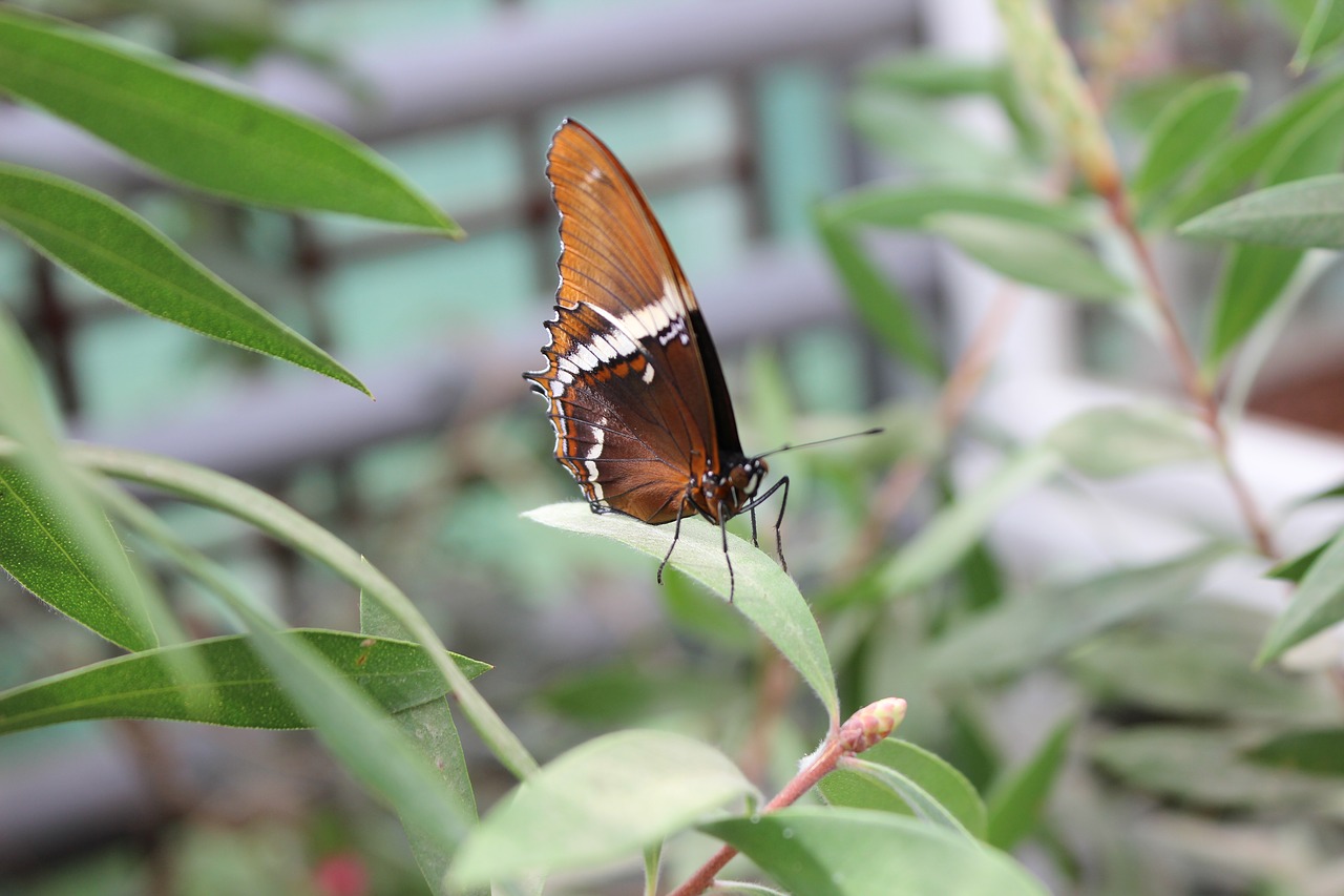 Image - butterfly botanical garden close