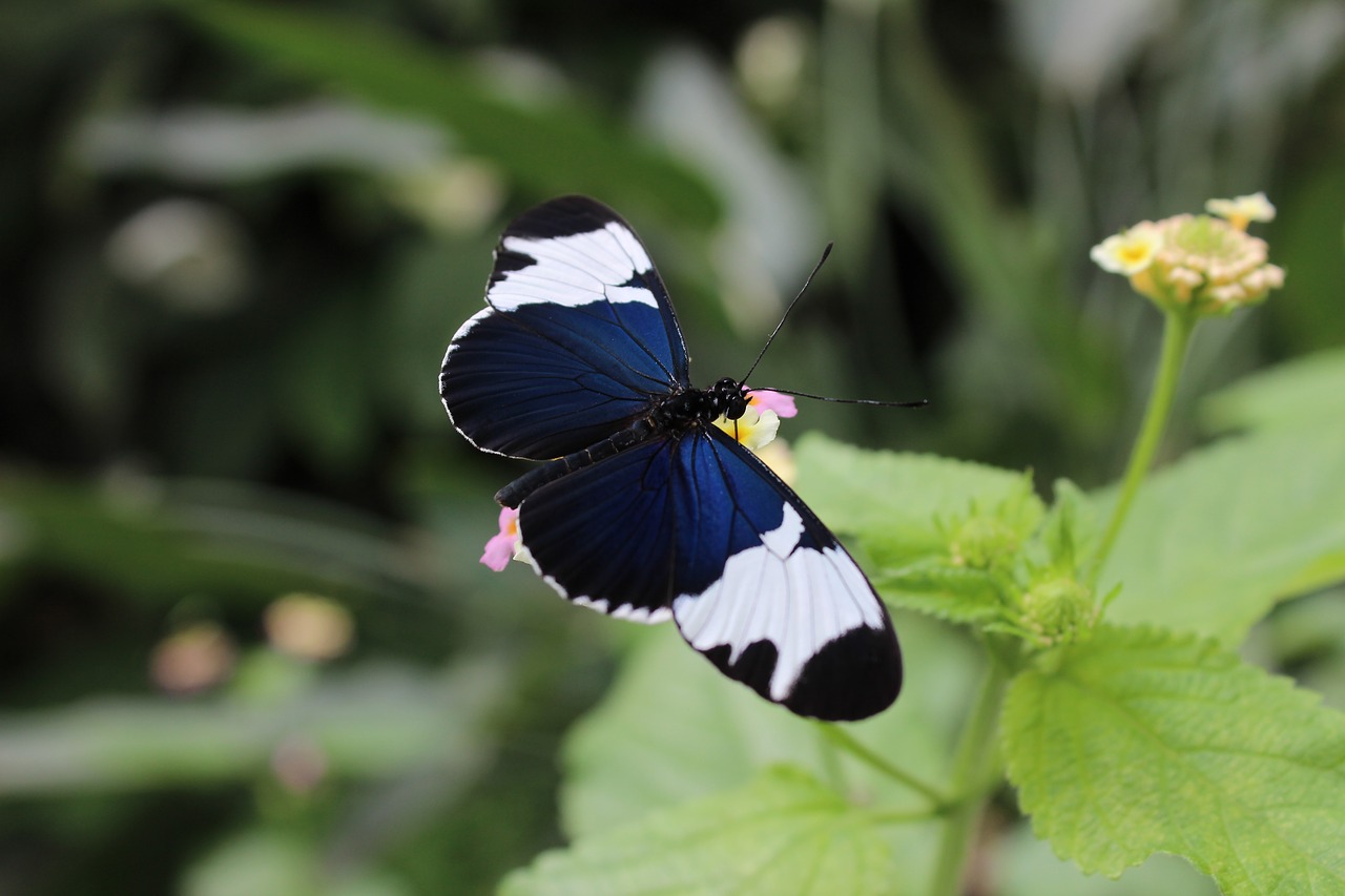 Image - butterfly insect close flower moth