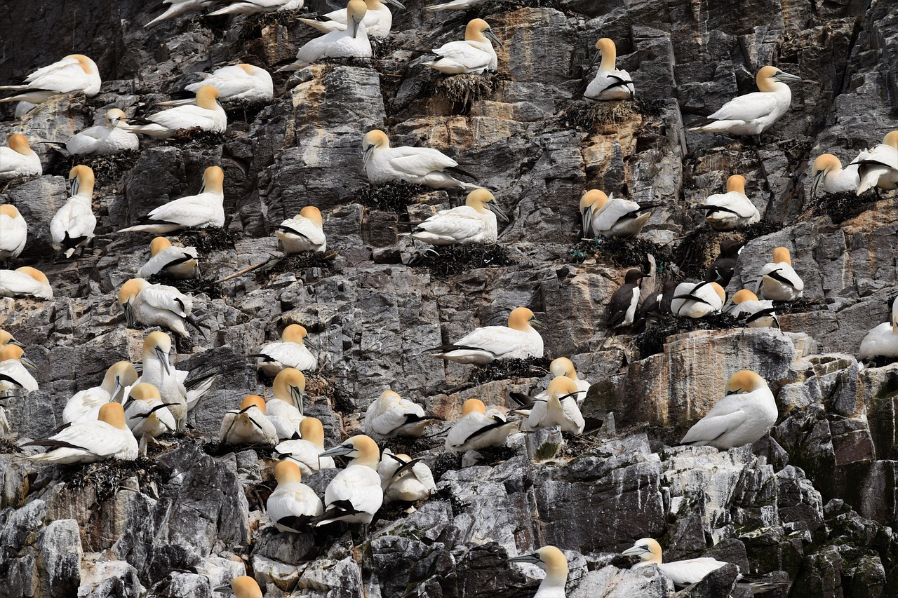 Image - gannets seabird colony bird
