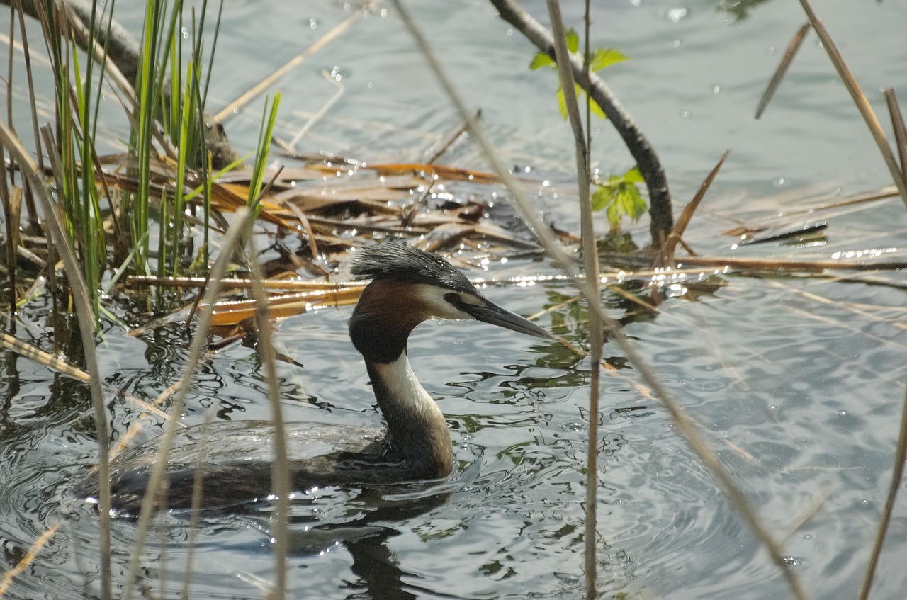 Image - great crested grebe waterfowl nest