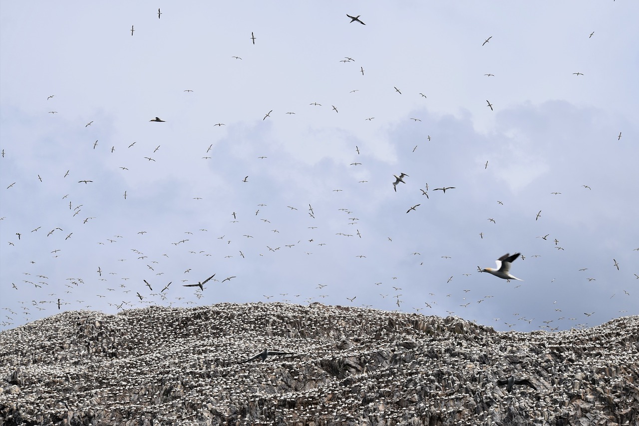 Image - flying soaring colony gannets