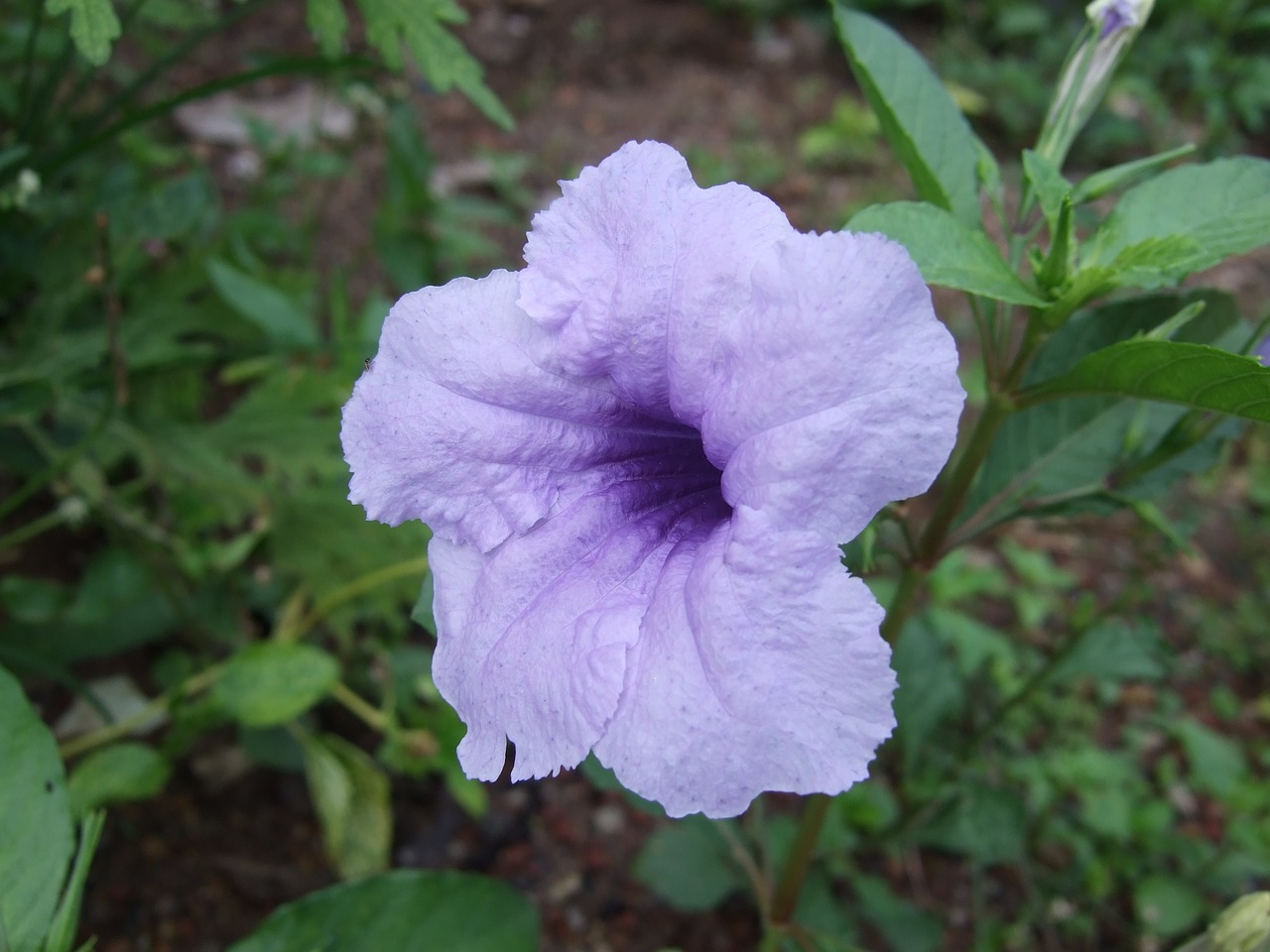 Image - blueflower glorymorning wildflower