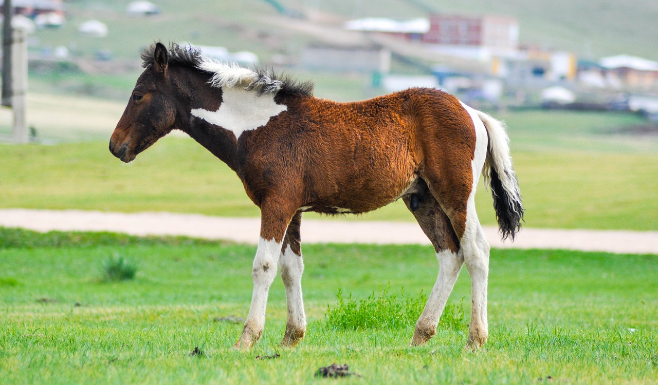 Image - foal baby horse animal young