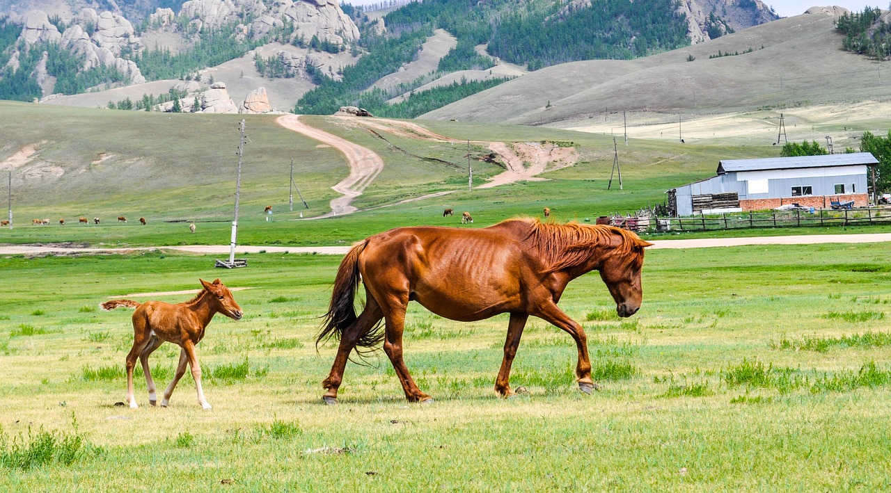 Image - foal mare horse mammal young