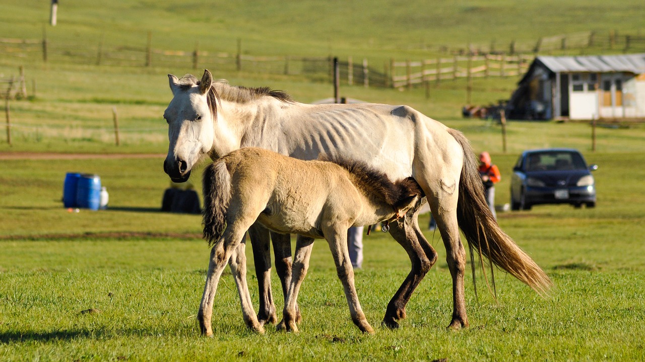 Image - foal mare feeding breastfeeding