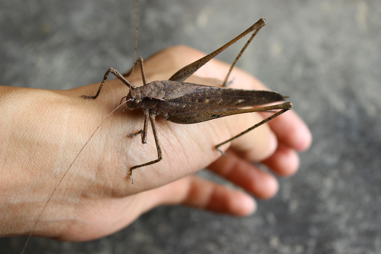 Image - exclusive pet insect brown friendly