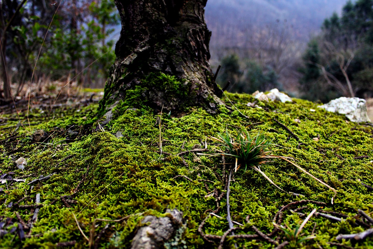 Image - moss green plant grass trunk