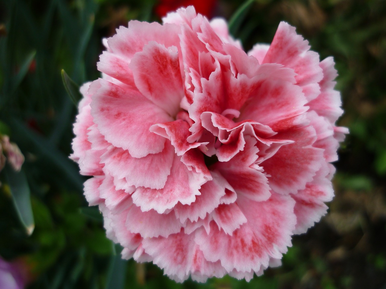 Image - carnation nature bright pink