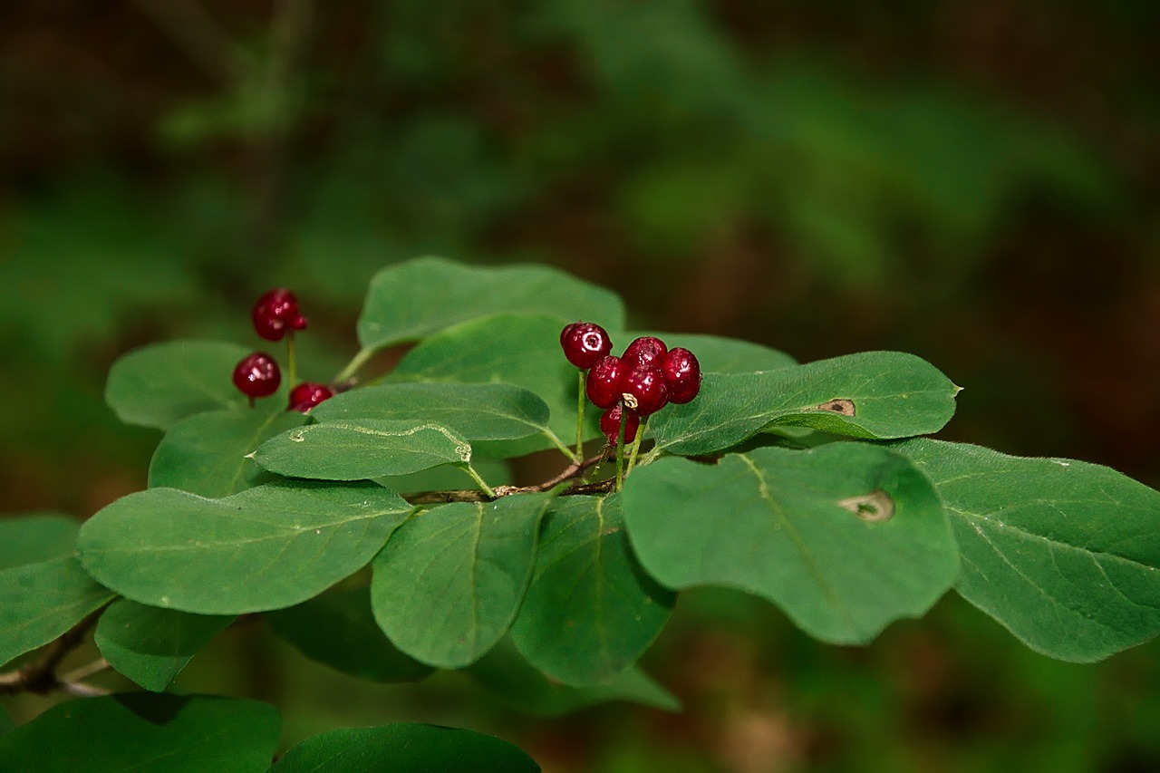 Image - forest berry fruits fruit nature