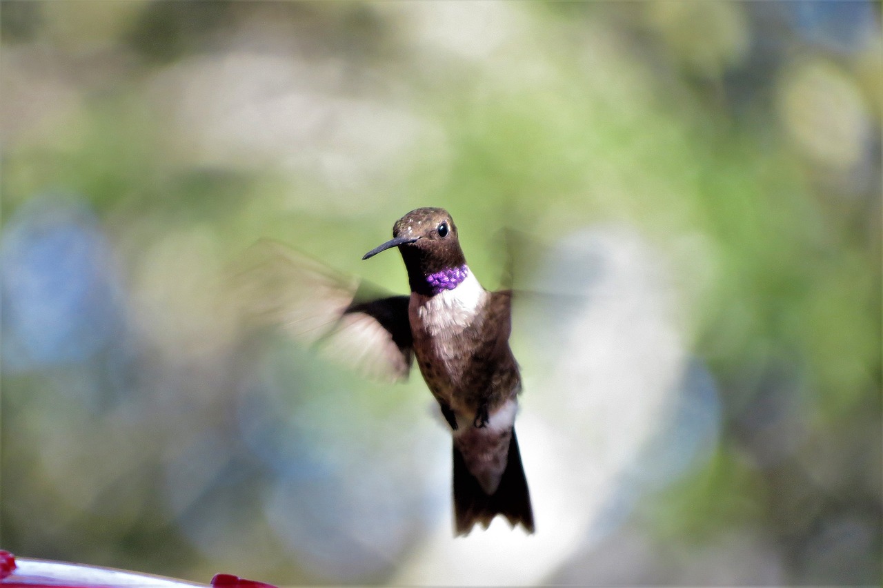 Image - bird in flight humming bird