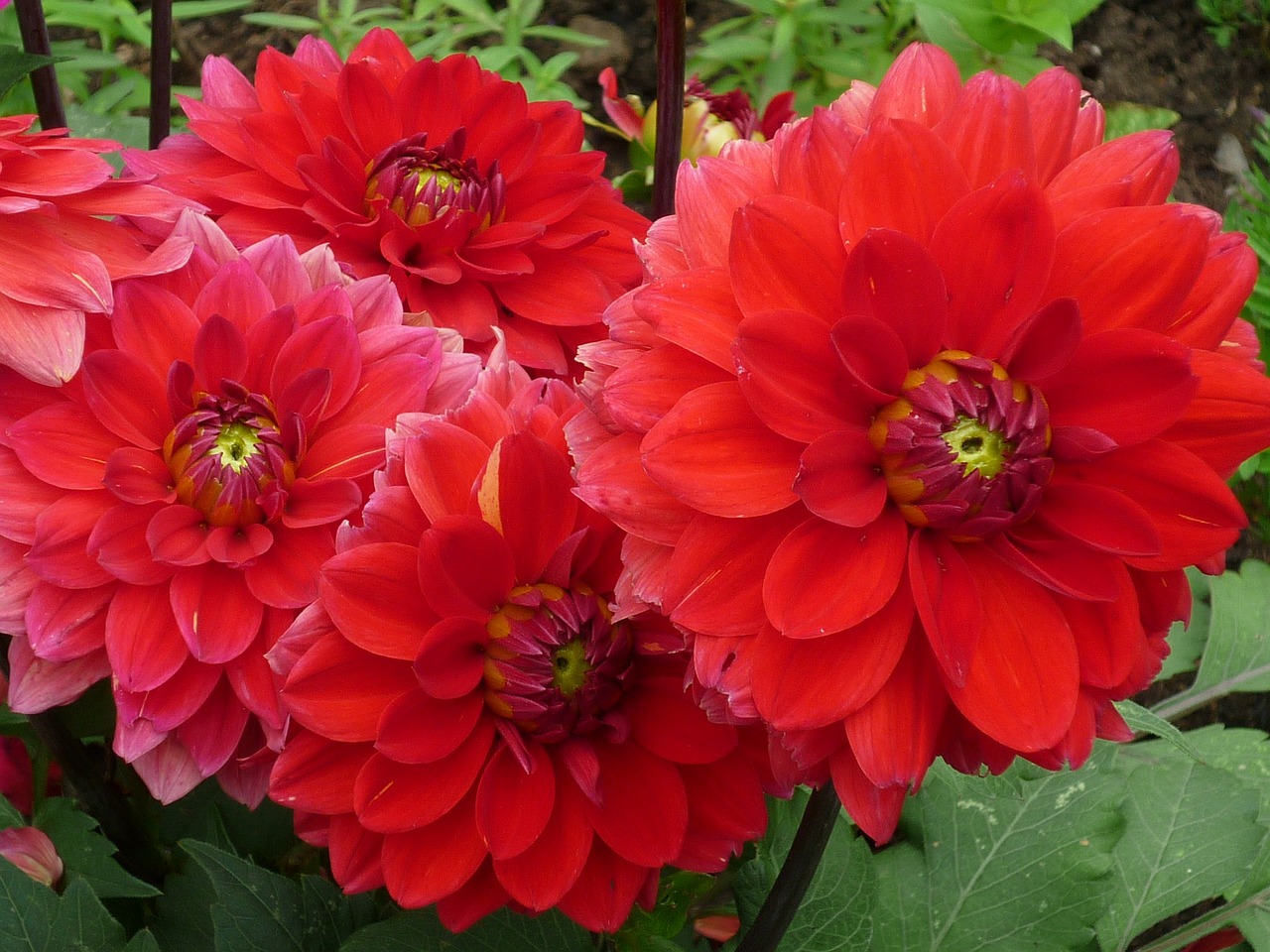 Image - dahlia nature magnificent red