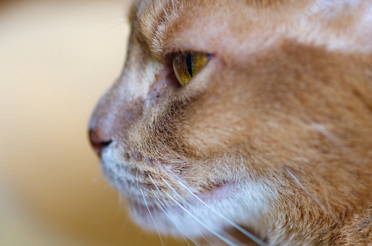 Image - cat abyssinian adidas domestic cat