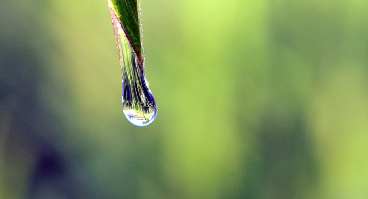 Image - drip any drip green close moist