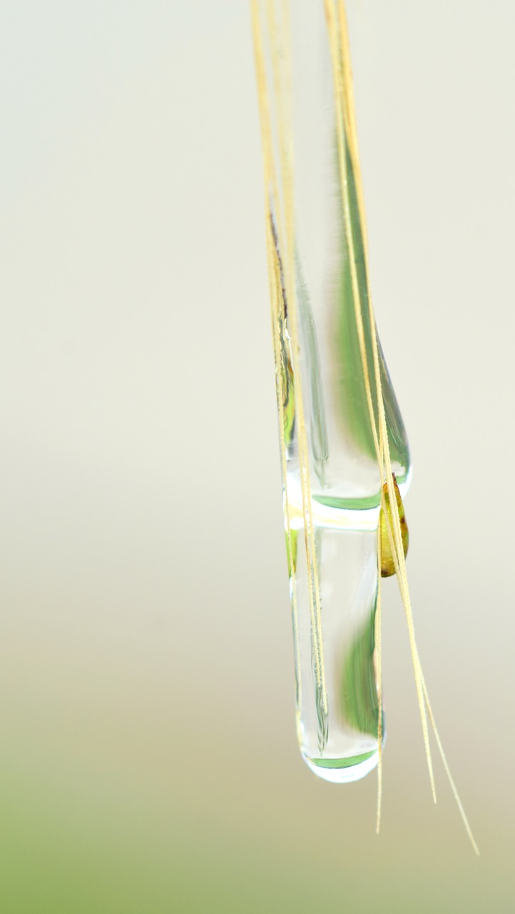 Image - drip any drip green close moist