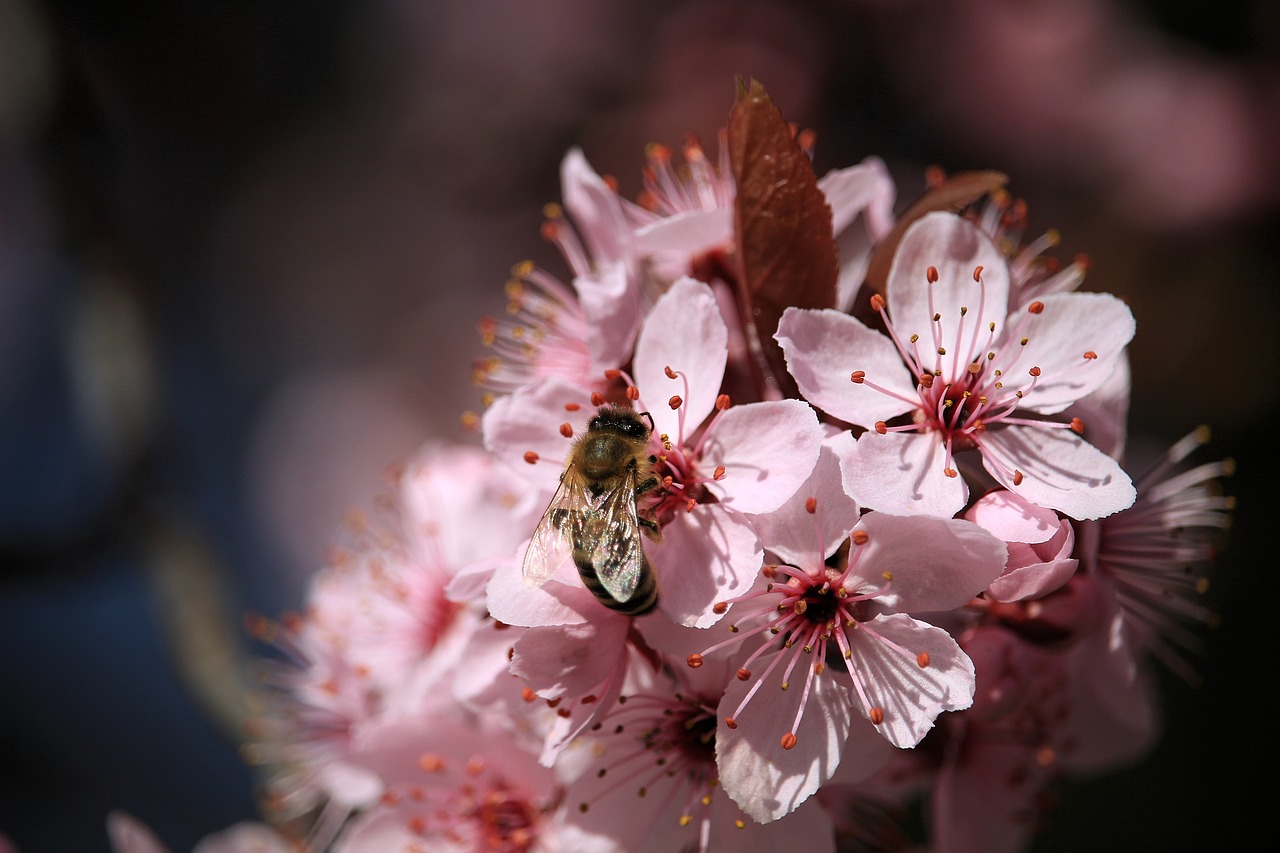 Image - nature insect bee animal branch