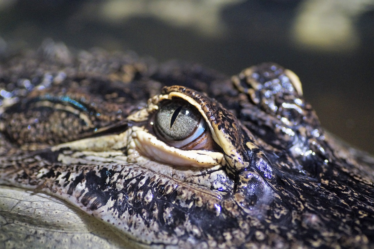 Image - alligator predator crocodile eye