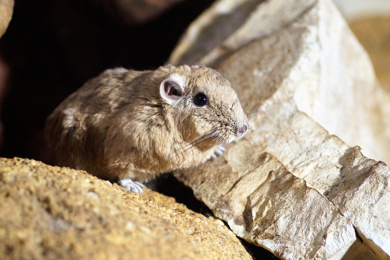 Image - gundi saharan rodent vivarium rare