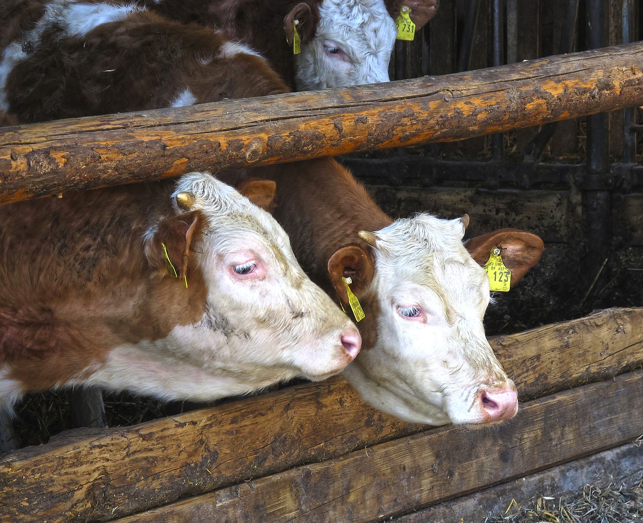 Image - cow stall beef cows front woods