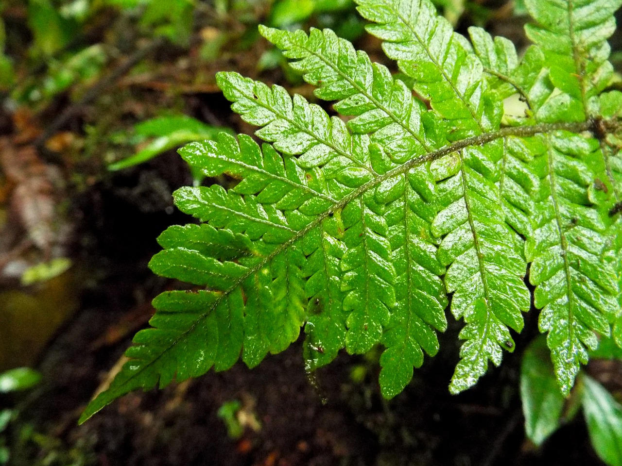 Image - fern plant jungle wildlife