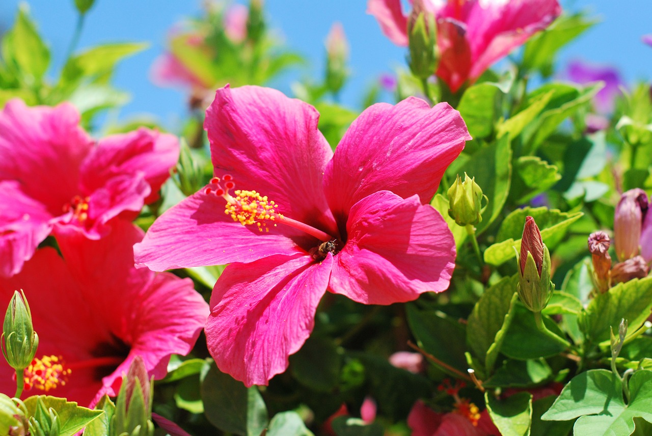 Image - flower hibiscus garden insect