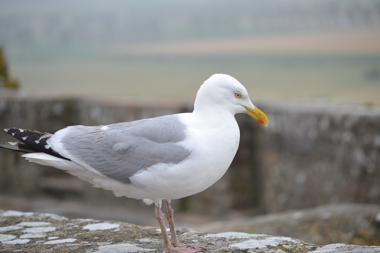 Image - seagull ave bird animals nature