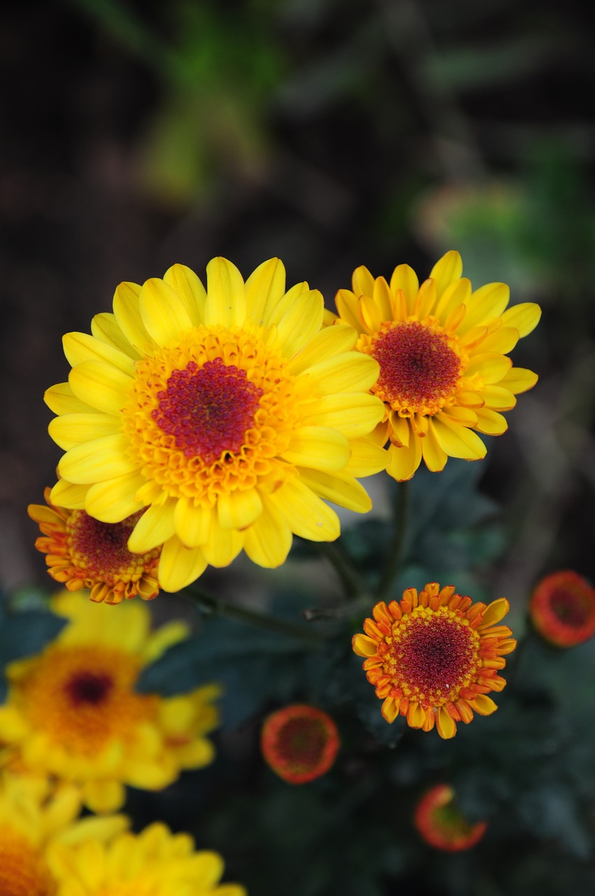Image - chrysanthemum morifolium flowers