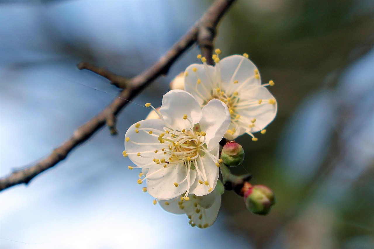 Image - plum blossom blue day cold nature