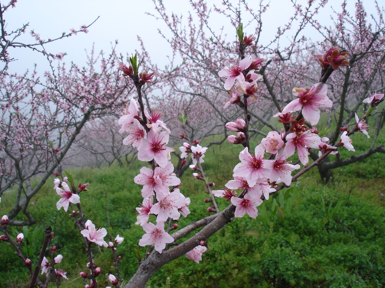 Image - peach blossom in full bloom close up