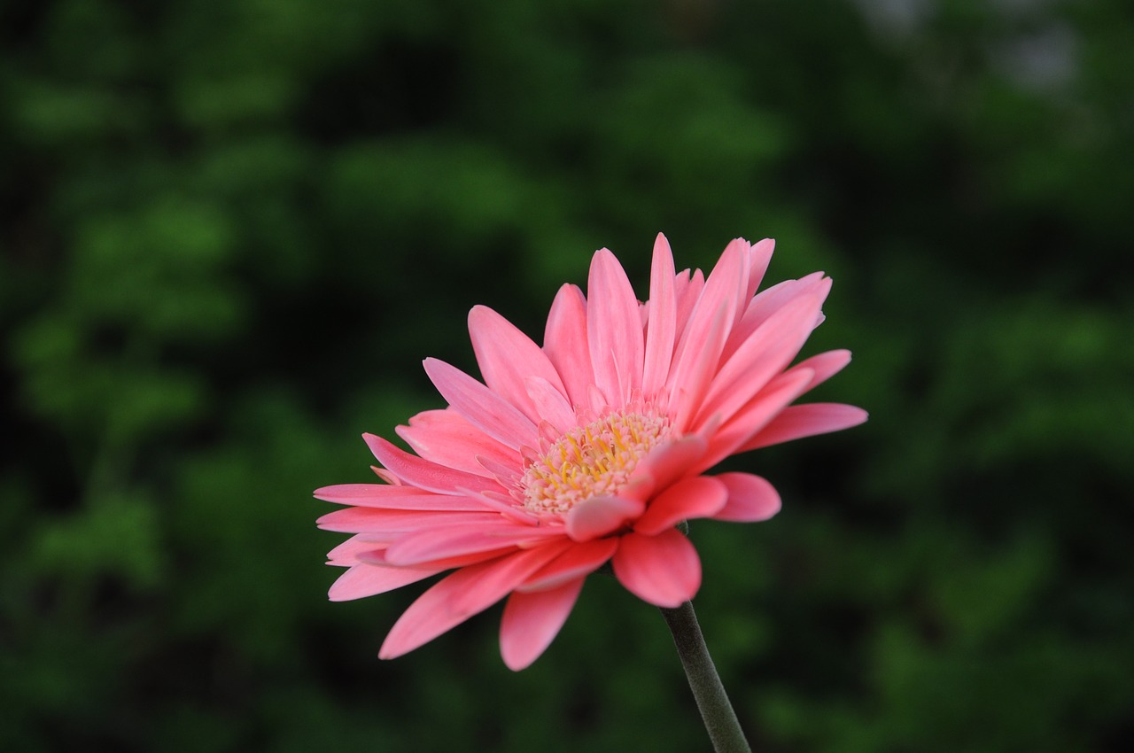 Image - gerbera viridifolia perennial plant