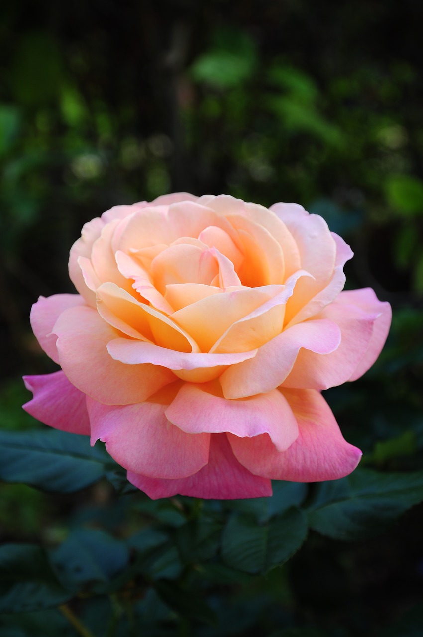 Image - pink gardenia rubiaceae family