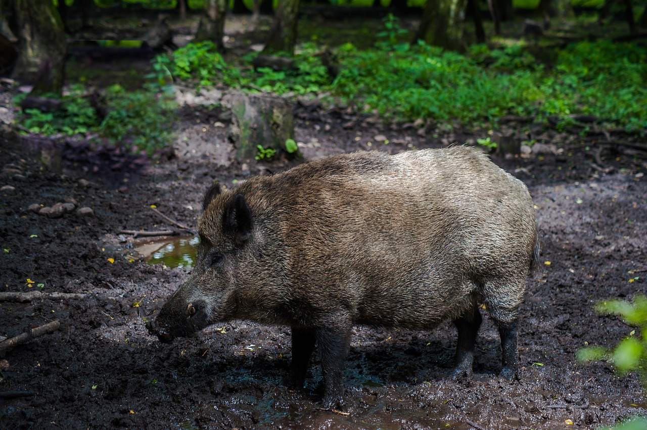 Image - boar fur forest bristles mud