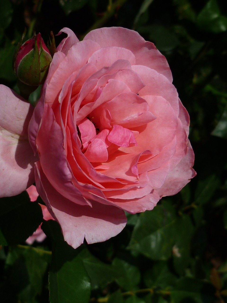 Image - rose culture pink blossom bloom