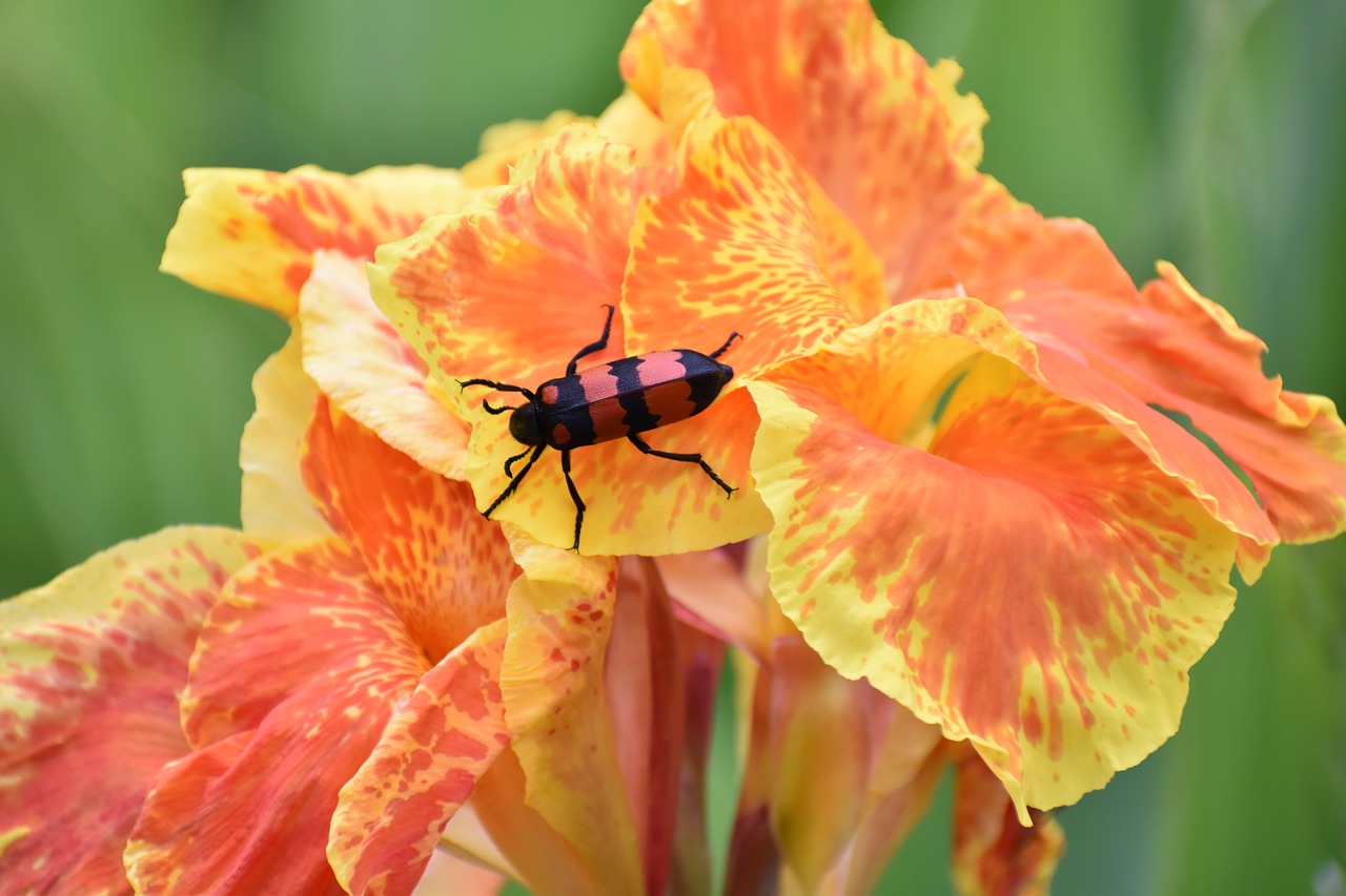 Image - canna beetle flower bloom