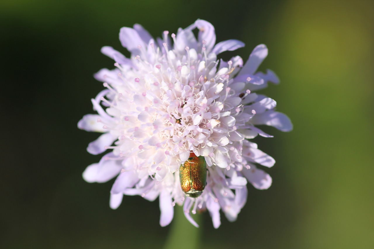 Image - green bug on violet flower macro