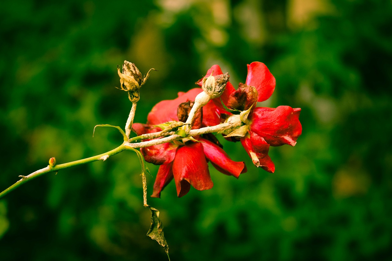 Image - rose red withered macro