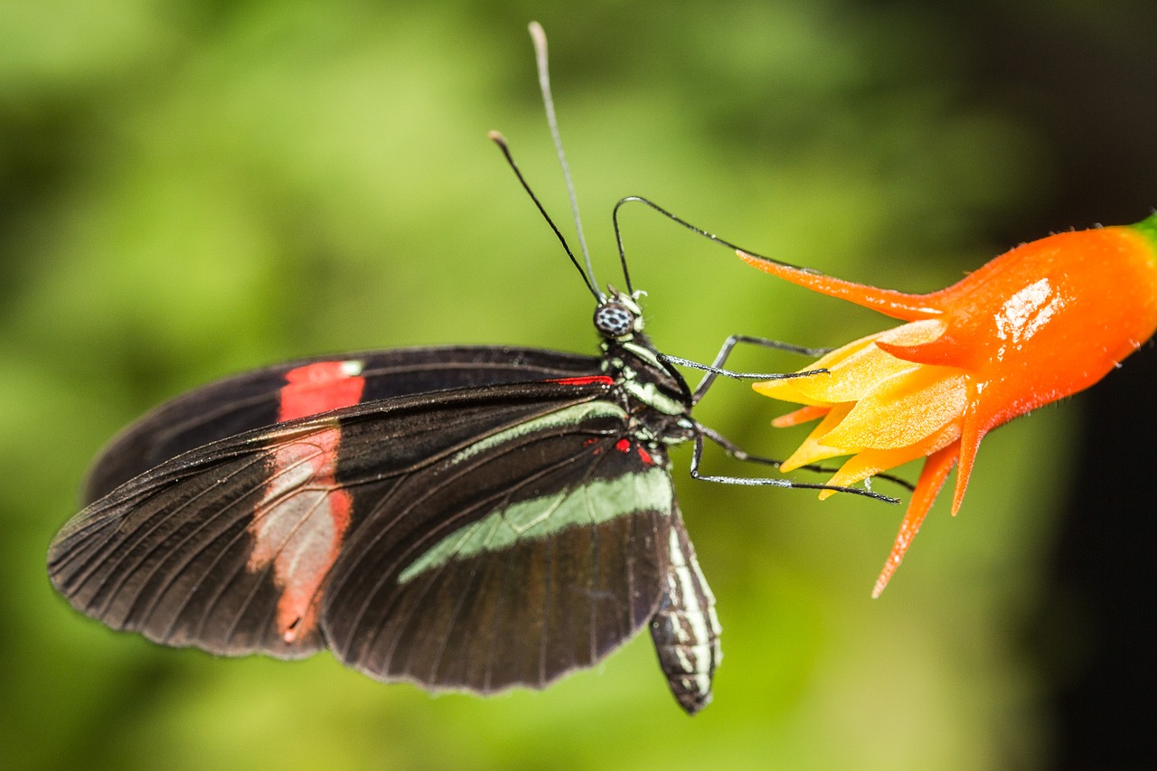 Image - butterfly black red green insect