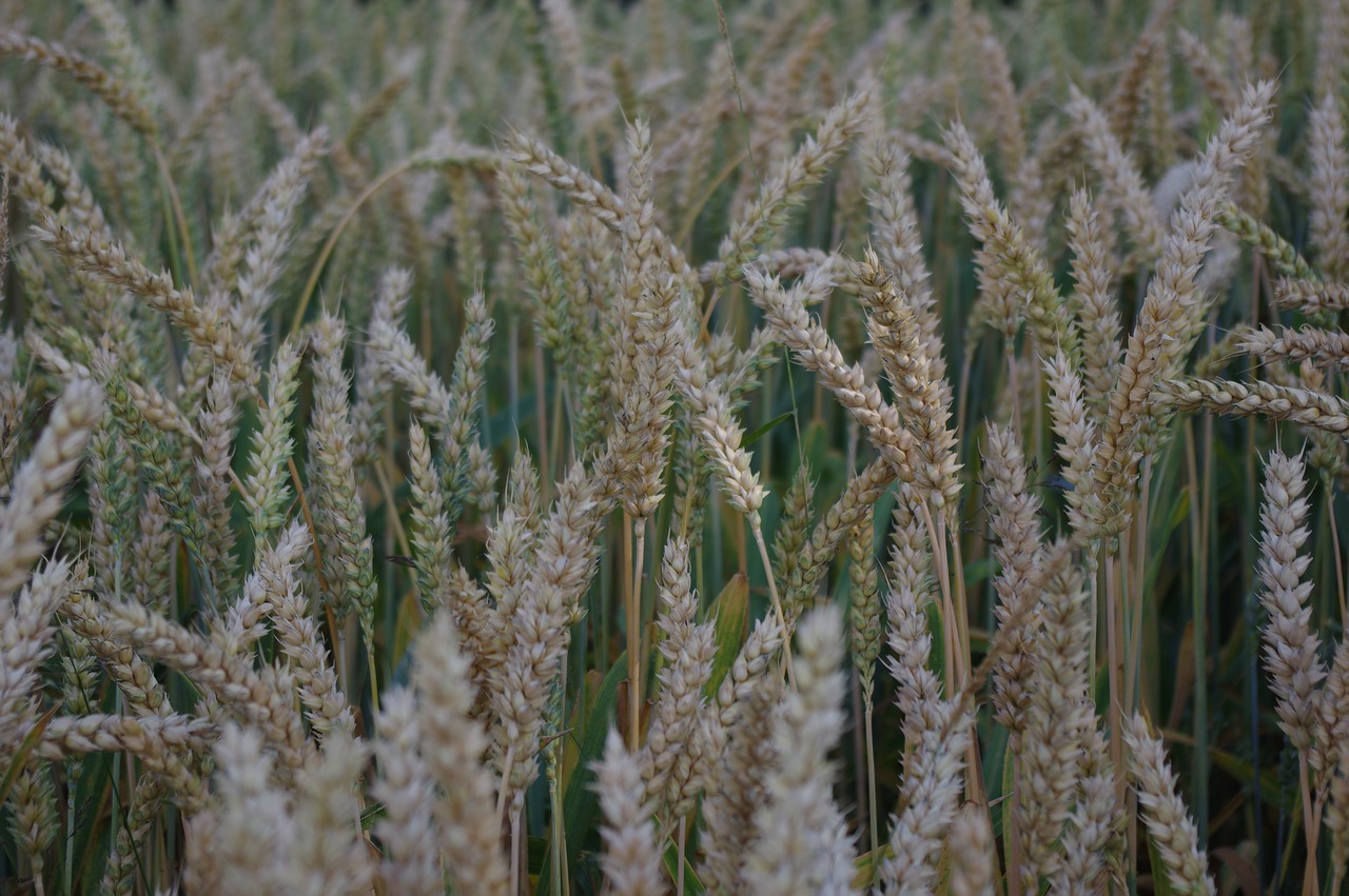 Image - cereals grain field wheat flour