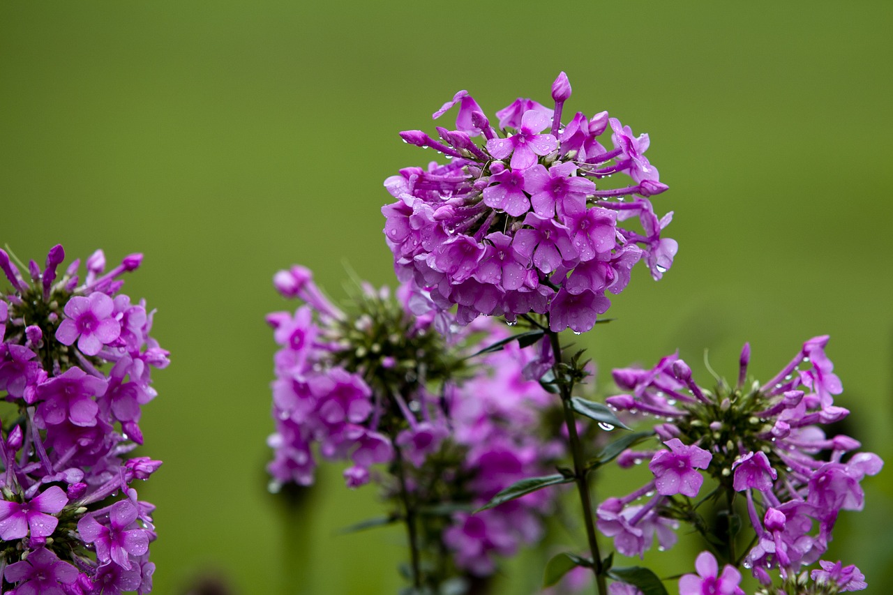 Image - nature plants park flowers tabitha