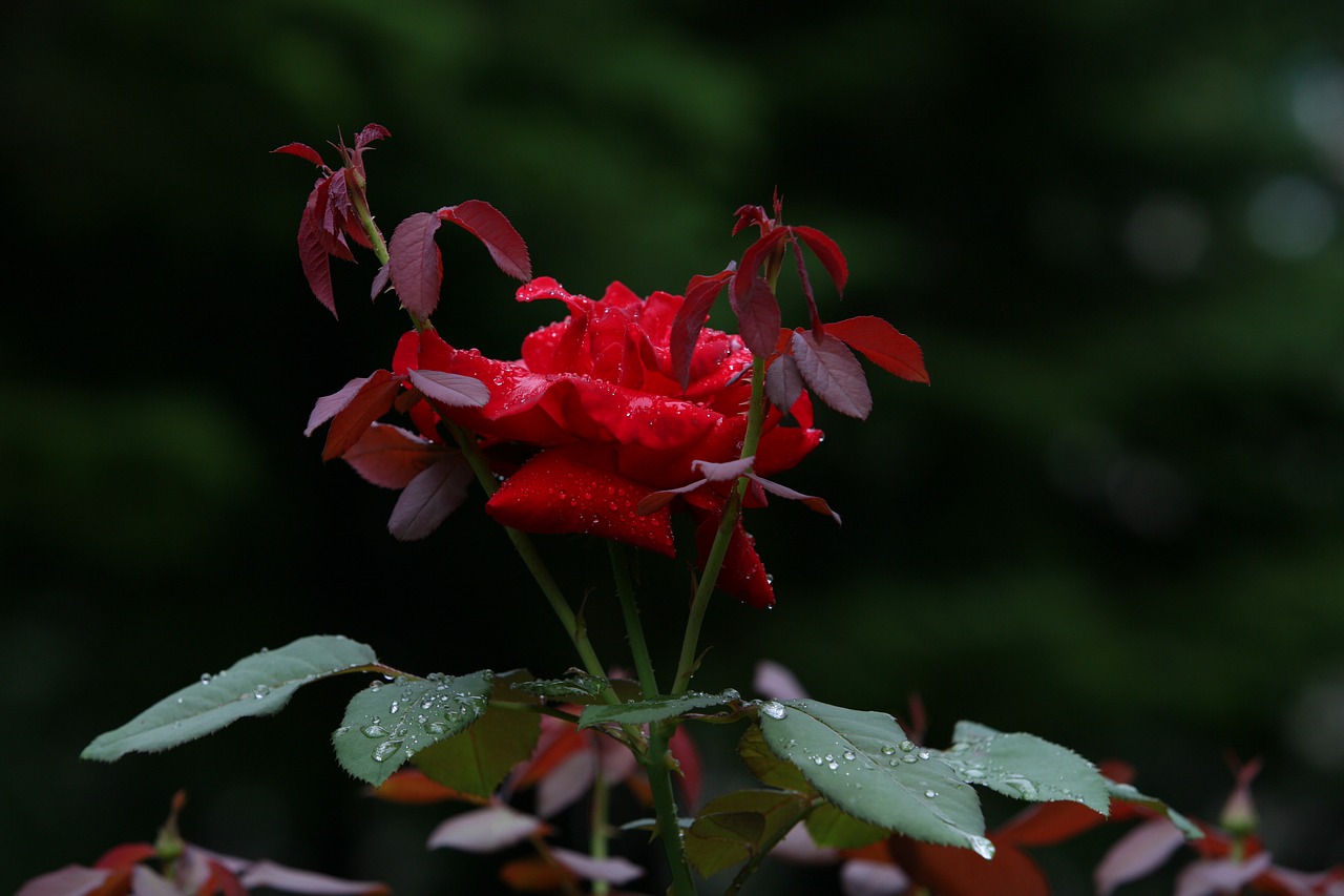 Image - nature plants park flowers tabitha