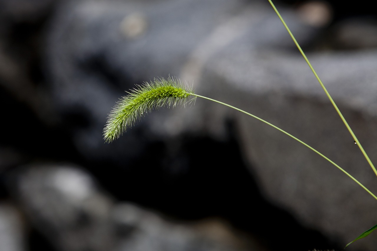 Image - nature foxtail pool green plants