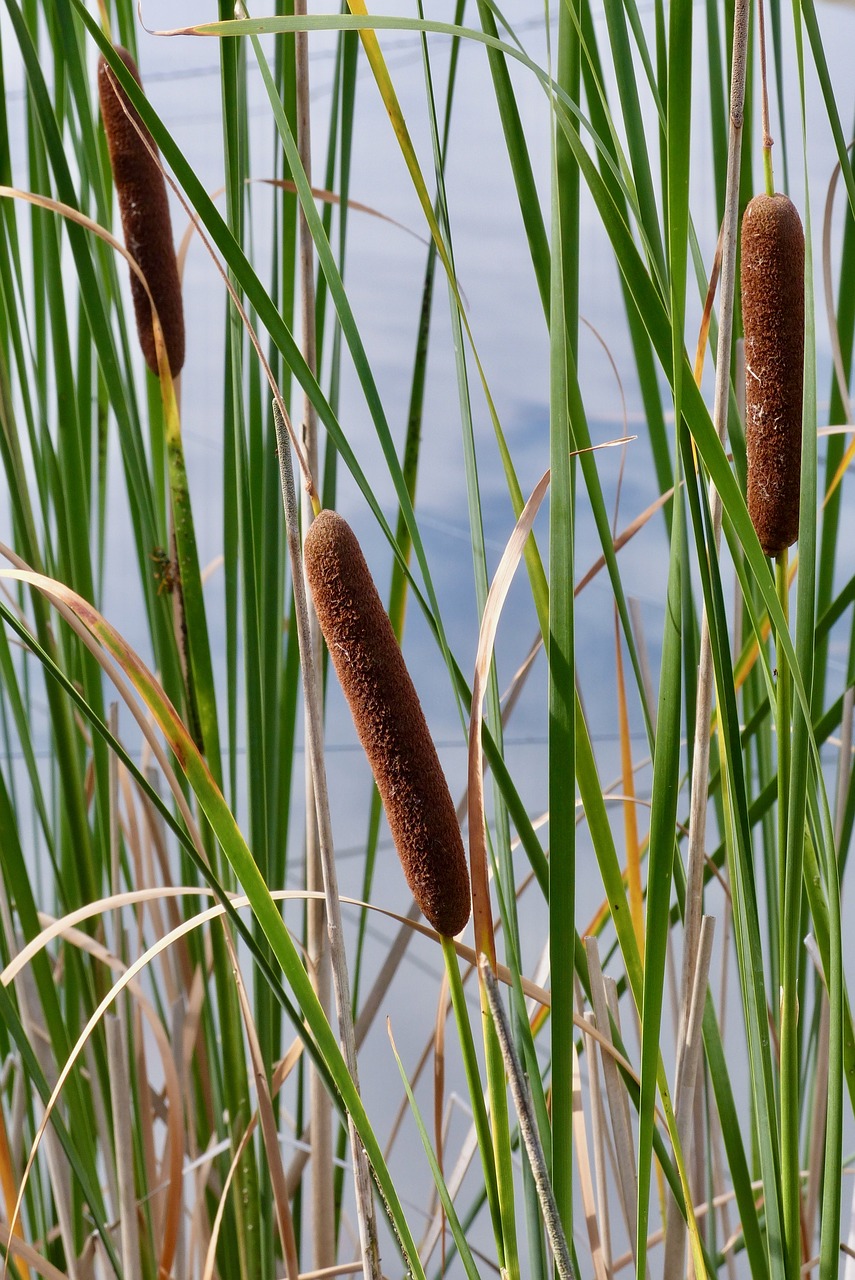 Image - reed reedbeds on the water plant