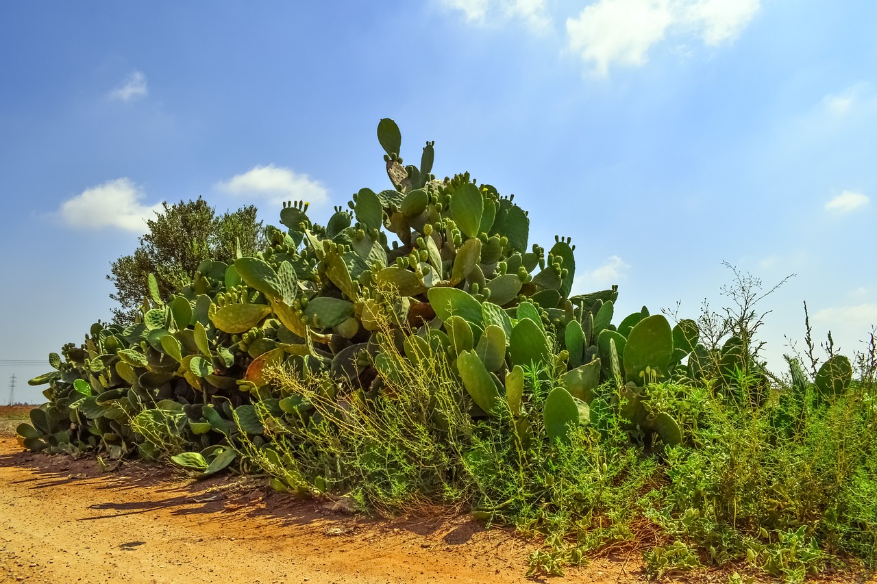 Image - prickly pear plant cactus nature