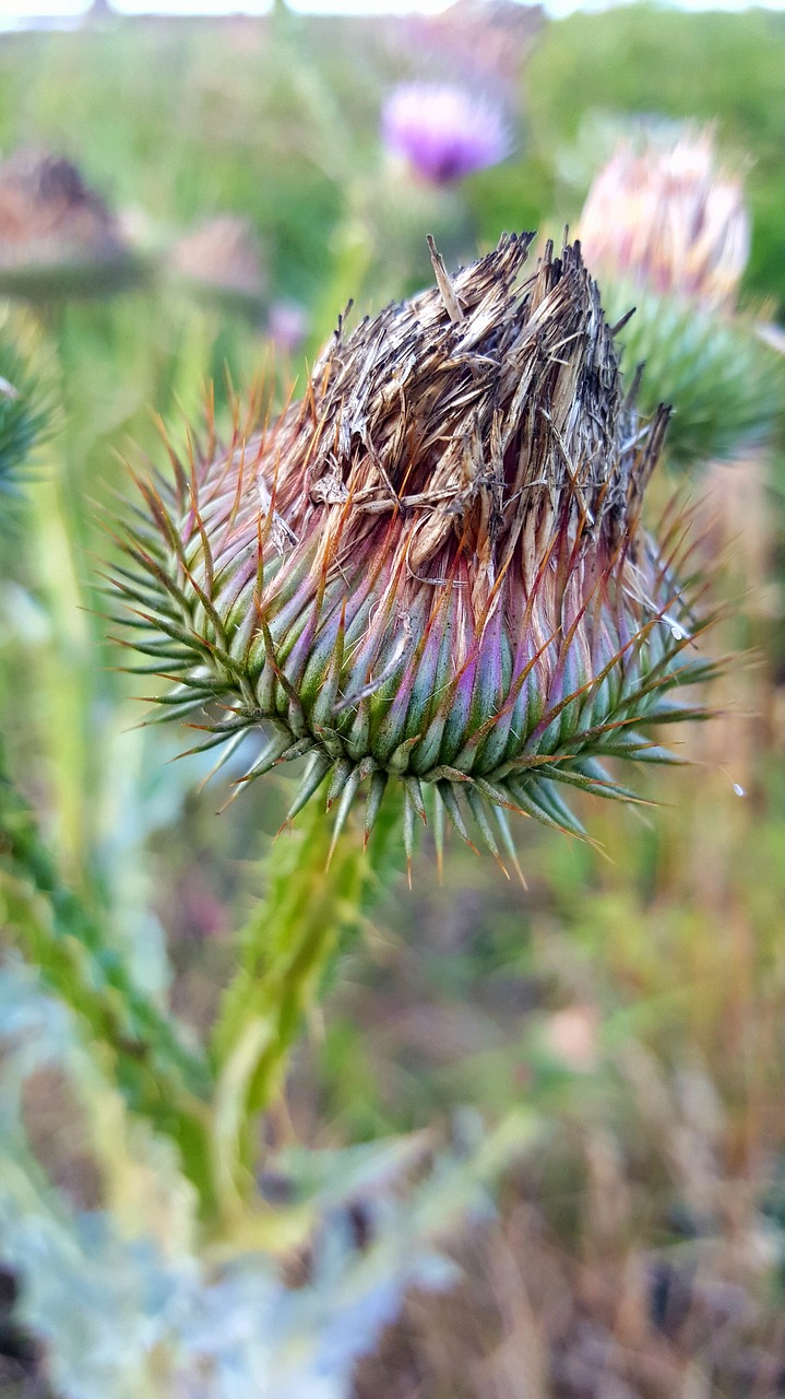 Image - thistle flower grass detail